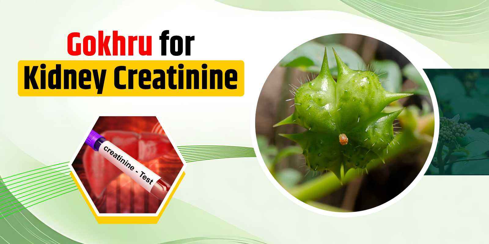 Gokhru for Kidney Creatinine